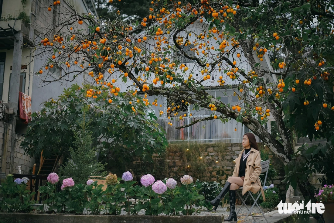 Vườn hồng Đà Lạt, nơi ai bước vào cũng hóa đoan trang- Ảnh 2.