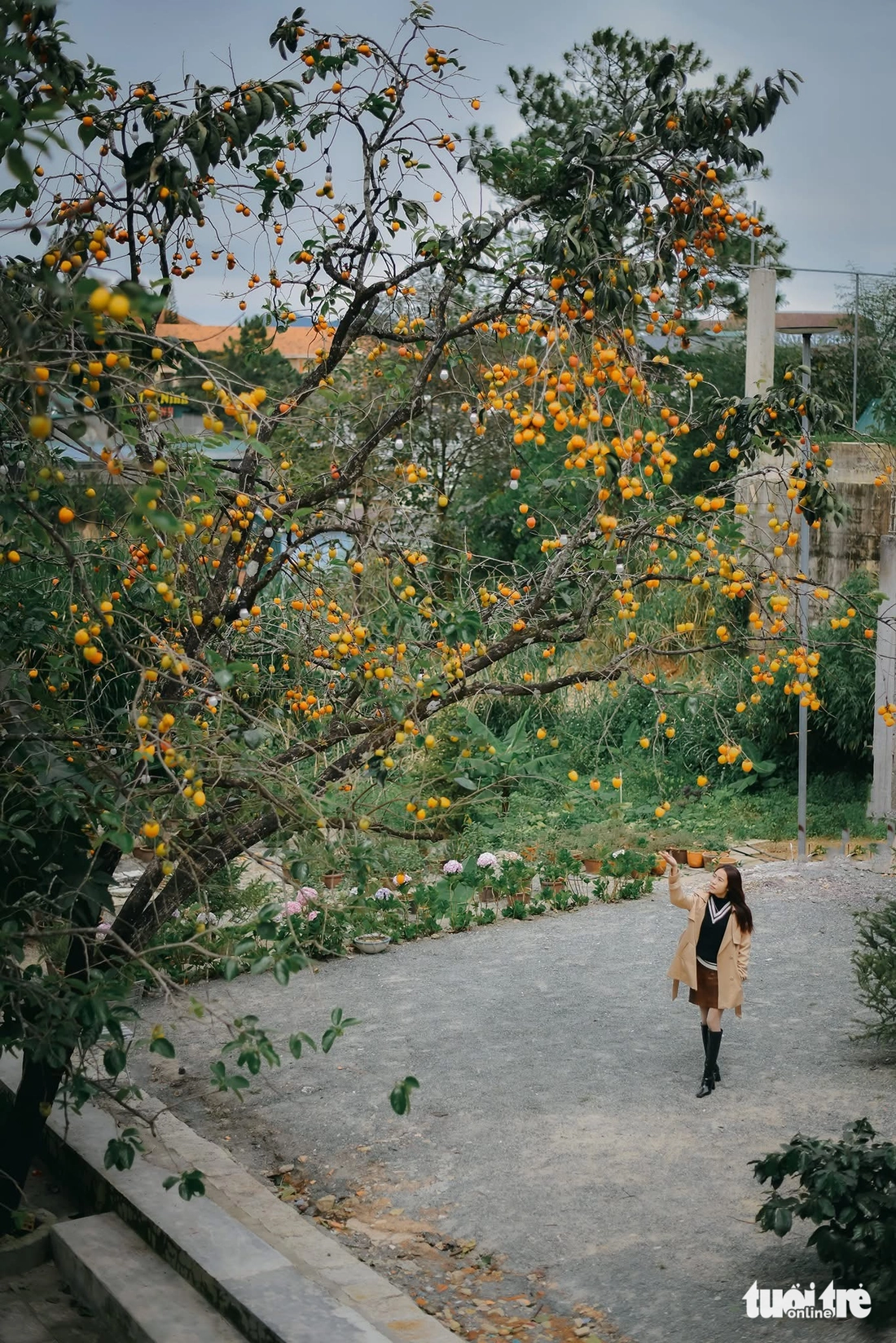 Vườn hồng Đà Lạt, nơi ai bước vào cũng hóa đoan trang- Ảnh 4.