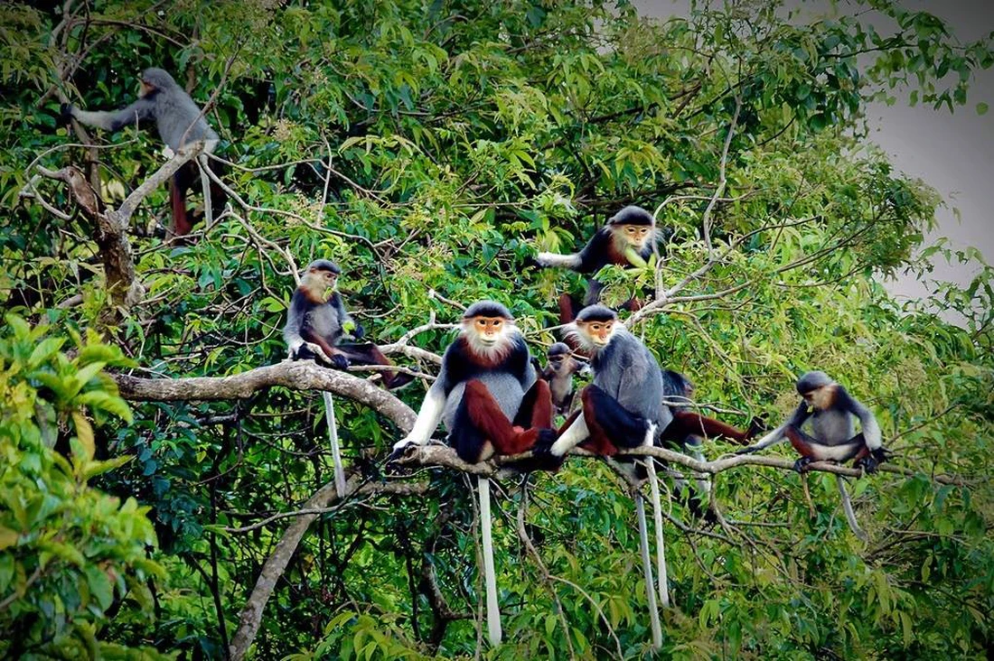 Những thành tựu của ngành Nông nghiệp và Môi trường Đà Nẵng 80 năm qua - Ảnh 3.