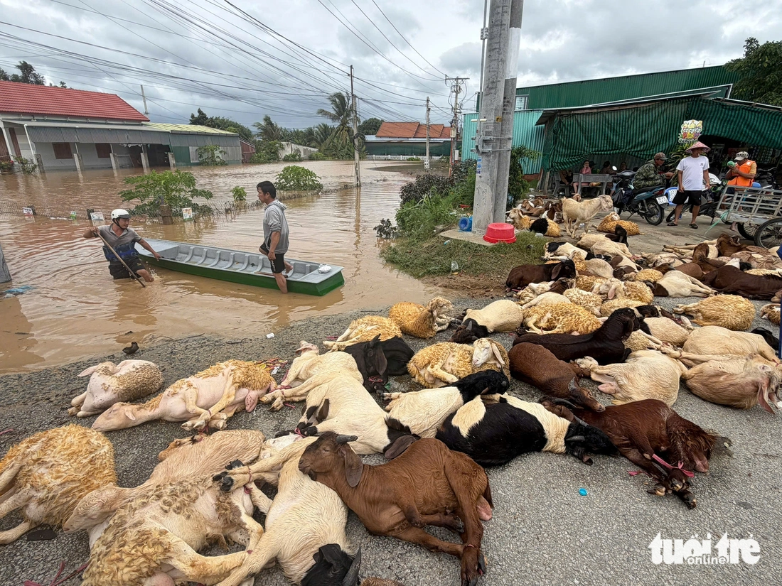 Flycam biển nước tâm lũ sông Dinh Phan Rang - Ảnh 10.