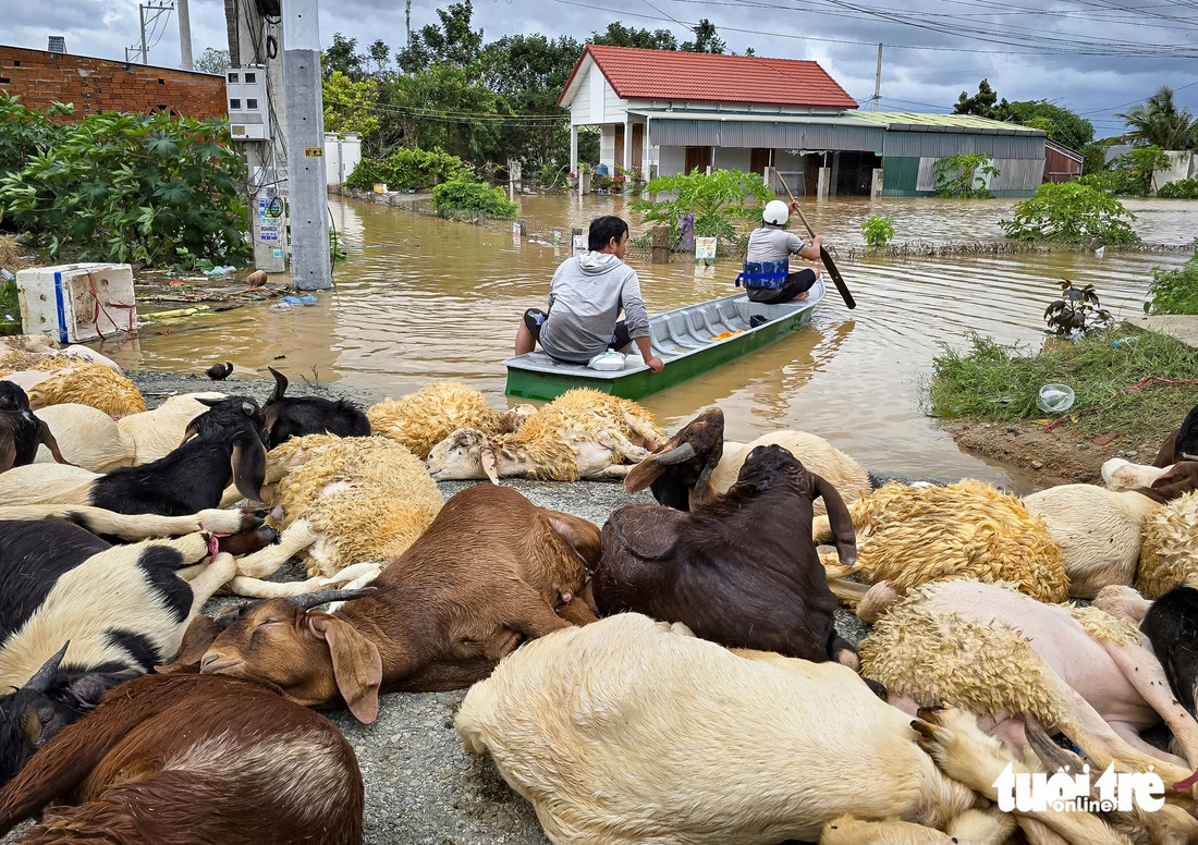 sông Dinh - Ảnh 7.