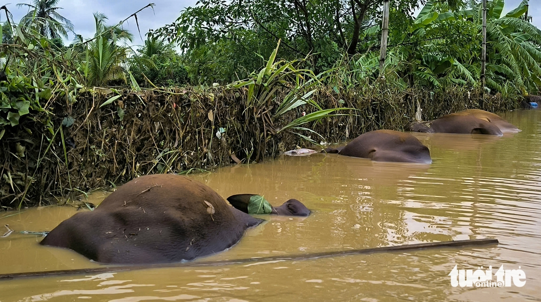 Phan Rang - Ảnh 1.