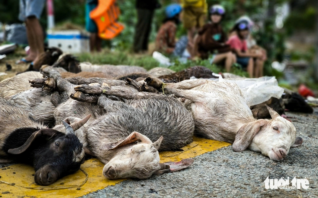 Phan Rang - Ảnh 8.
