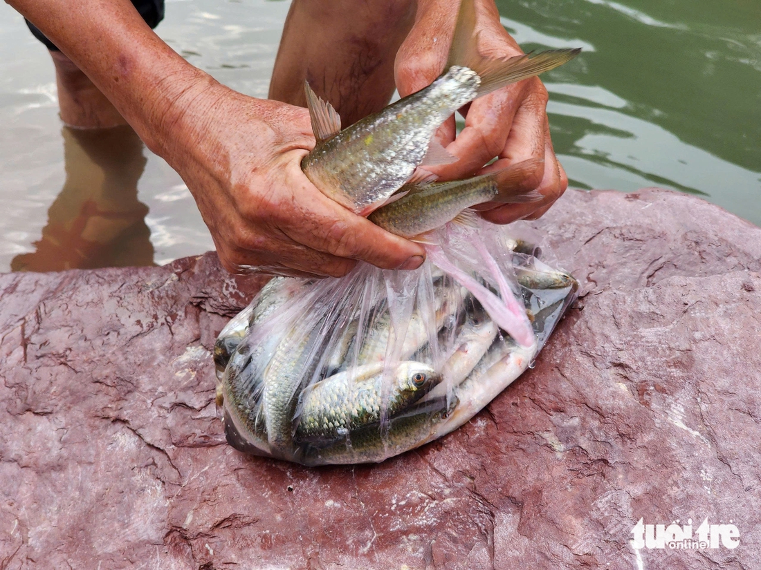 Người dân đua nhau săn cá 'khủng' dưới xả tràn lũ hồ Kẻ Gỗ - Ảnh 7.