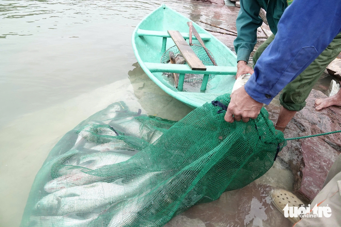 Người dân đua nhau săn cá 'khủng' dưới xả tràn lũ hồ Kẻ Gỗ - Ảnh 9.