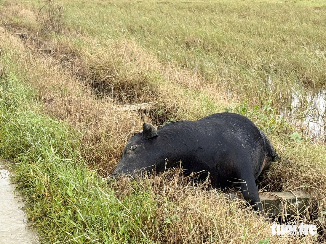 rốn lũ Hòa Thịnh - Ảnh 9.