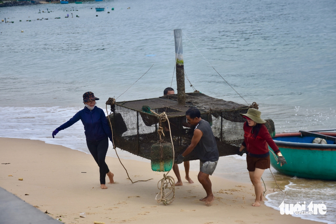 Tất bật đưa tôm hùm 'chạy' bão Kalmaegi- Ảnh 3. Tất bật đưa tôm hùm 'chạy' bão Kalmaegi- Ảnh 3.