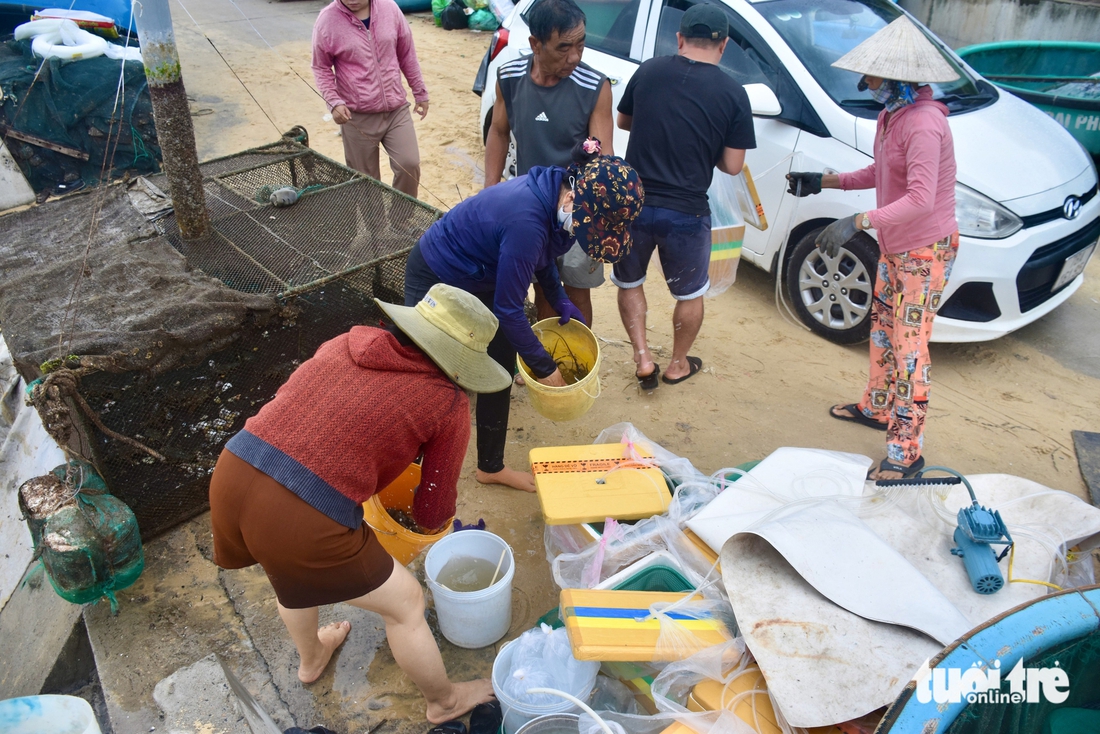 Tất bật đưa tôm hùm 'chạy' bão Kalmaegi- Ảnh 9. Tất bật đưa tôm hùm 'chạy' bão Kalmaegi - Ảnh 9.