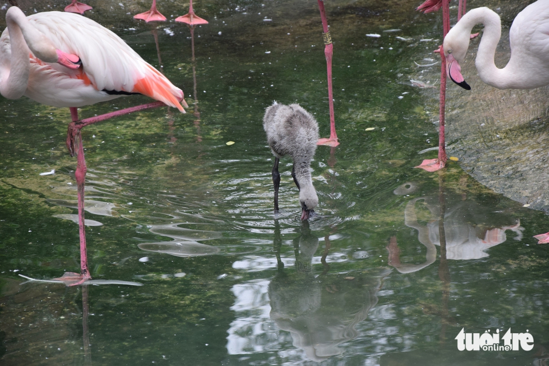 hồng hạc - Ảnh 3.