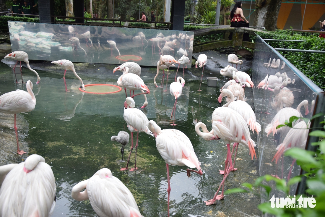 hồng hạc - Ảnh 6.