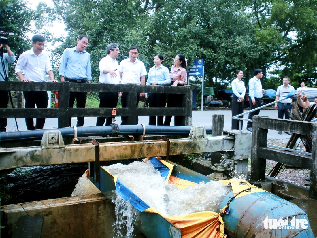 mai vàng - Ảnh 1.