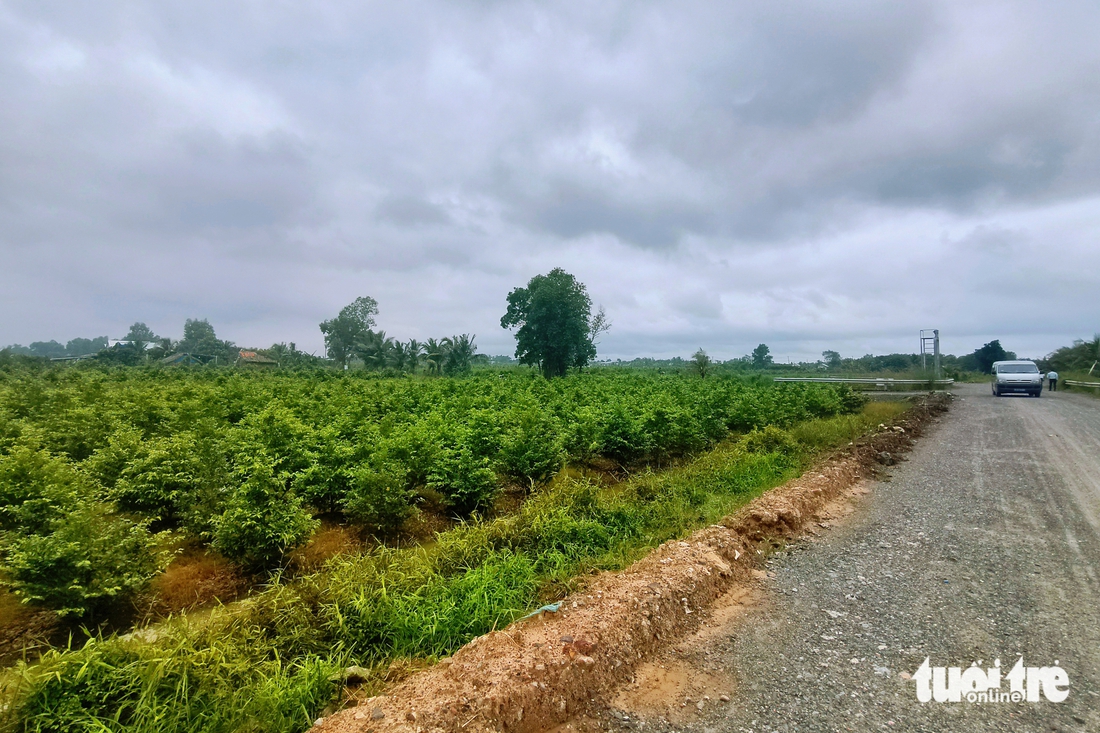 mai vàng - Ảnh 8.