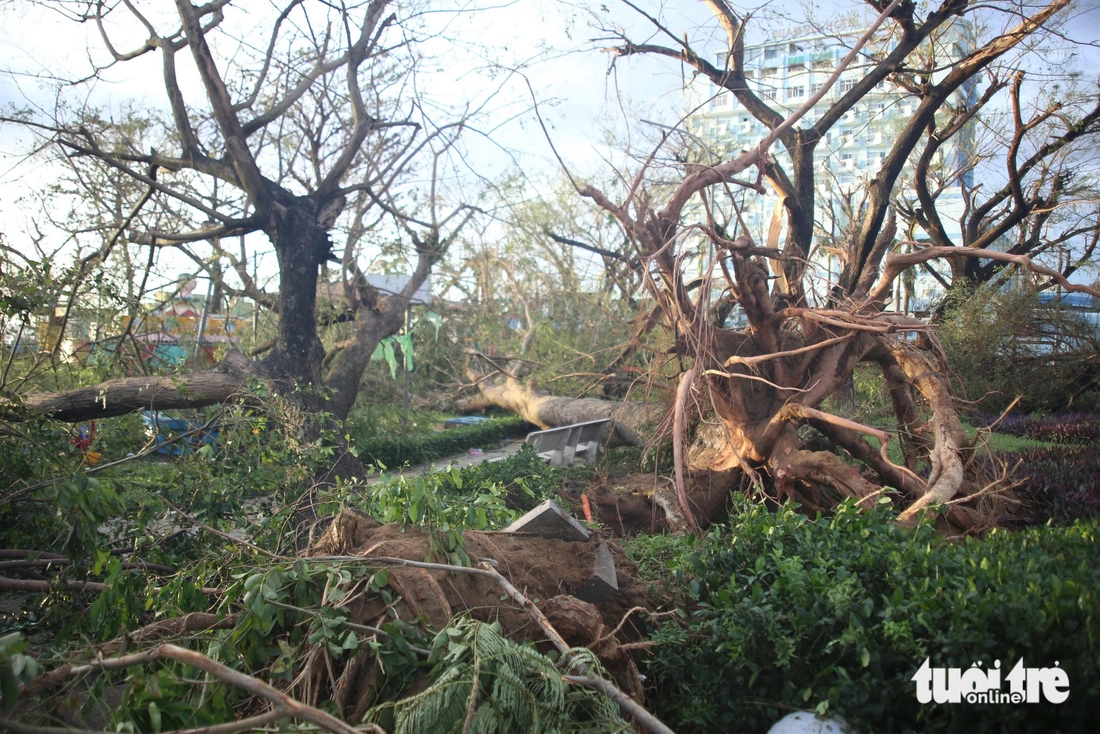 Sau bão Kalmaegi, nhiều nơi ở Quy Nhơn tan hoang, cây cối, trụ điện nằm la liệt- Ảnh 9. Sau bão Kalmaegi, nhiều nơi ở Quy Nhơn tan hoang, cây cối, trụ điện nằm la liệt- Ảnh 9.