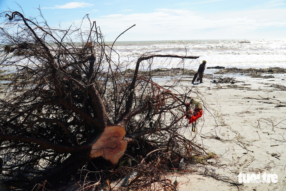 Sóng lớn bật gốc hàng phi lao hàng chục năm tuổi ở biển Quảng Ngãi - Ảnh 1.