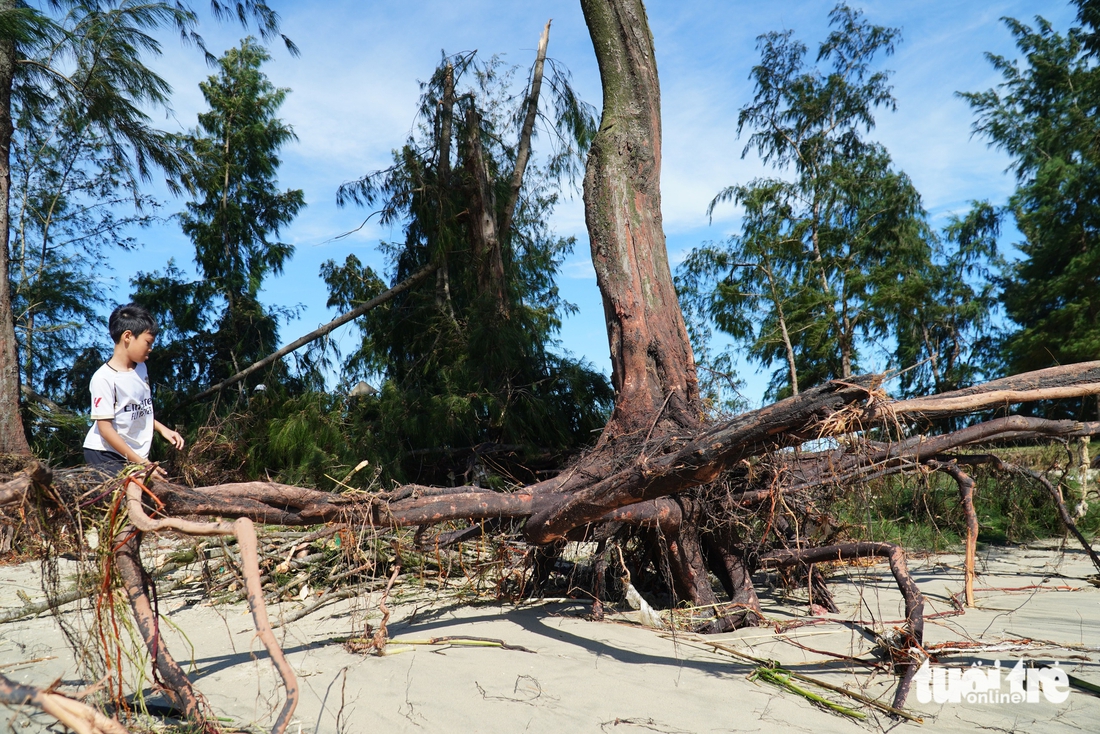 Sóng lớn bật gốc hàng phi lao hàng chục năm tuổi ở biển Quảng Ngãi - Ảnh 4.