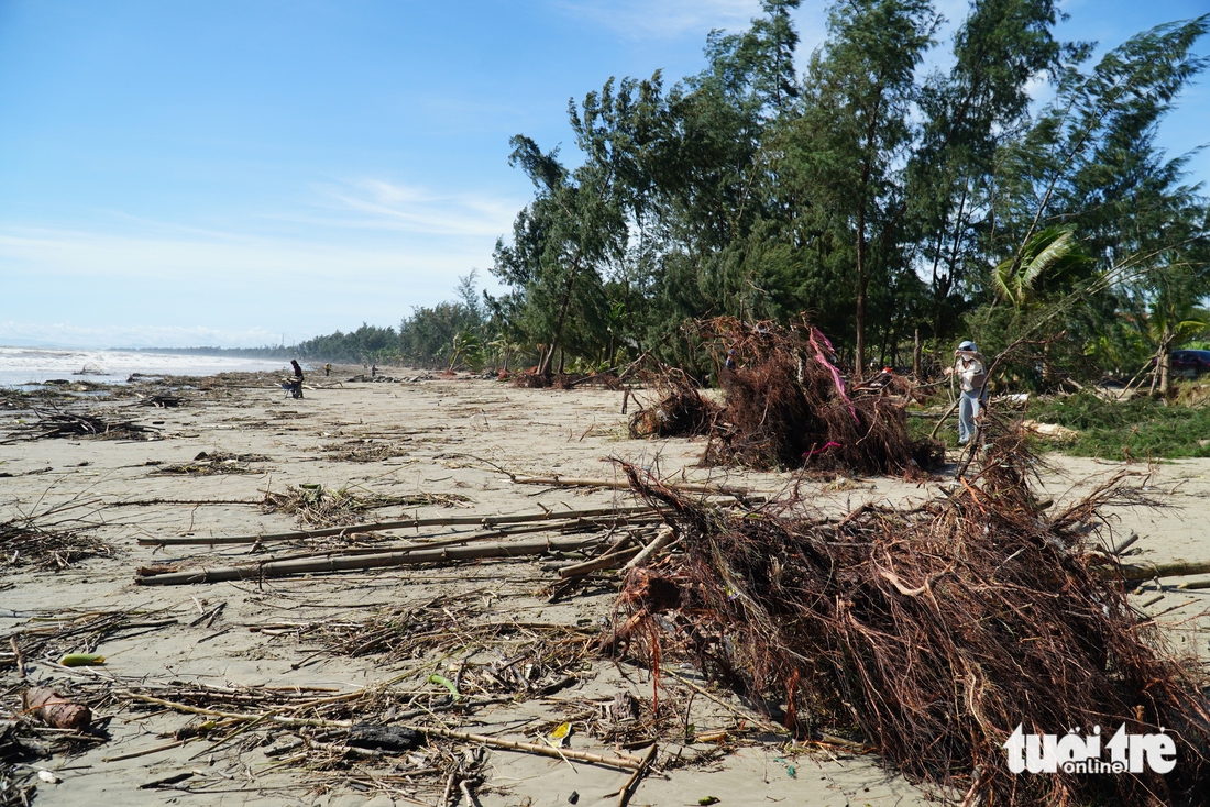 Sóng lớn bật gốc hàng phi lao hàng chục năm tuổi ở biển Quảng Ngãi - Ảnh 5.