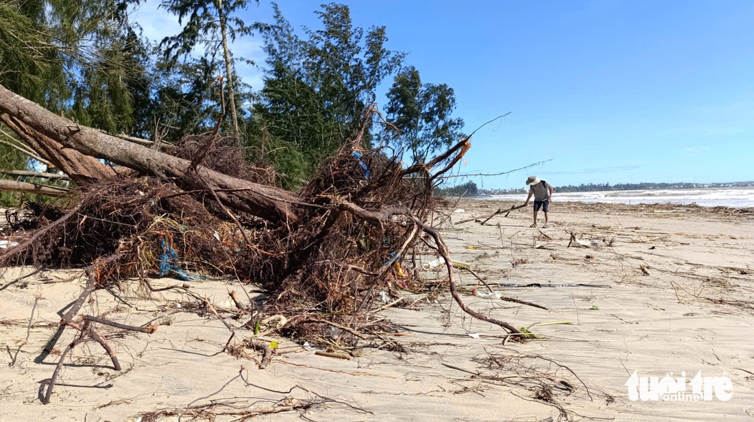 Sóng lớn bật gốc hàng phi lao hàng chục năm tuổi ở biển Quảng Ngãi - Ảnh 9.