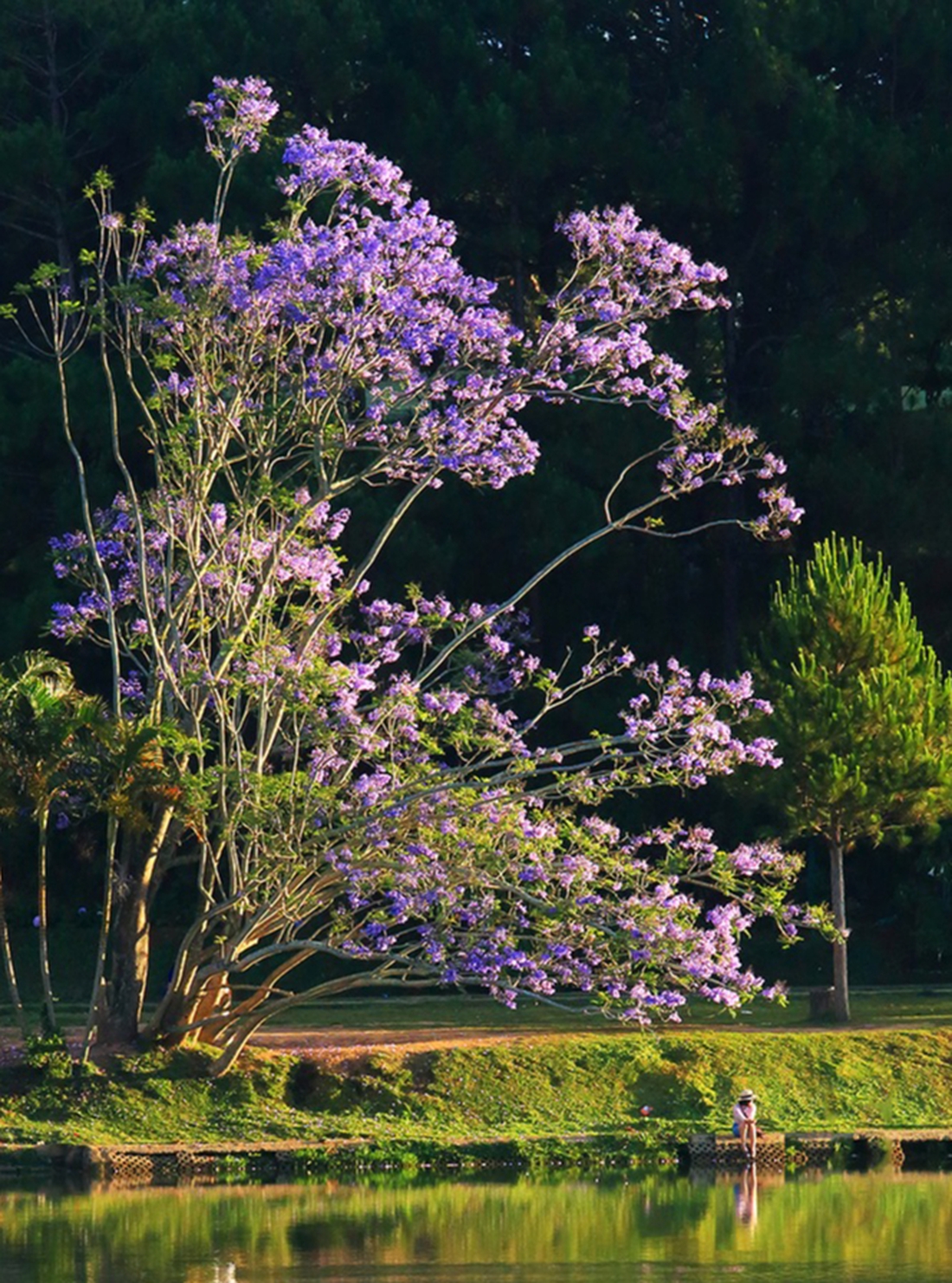 phượng tím - Ảnh 4.