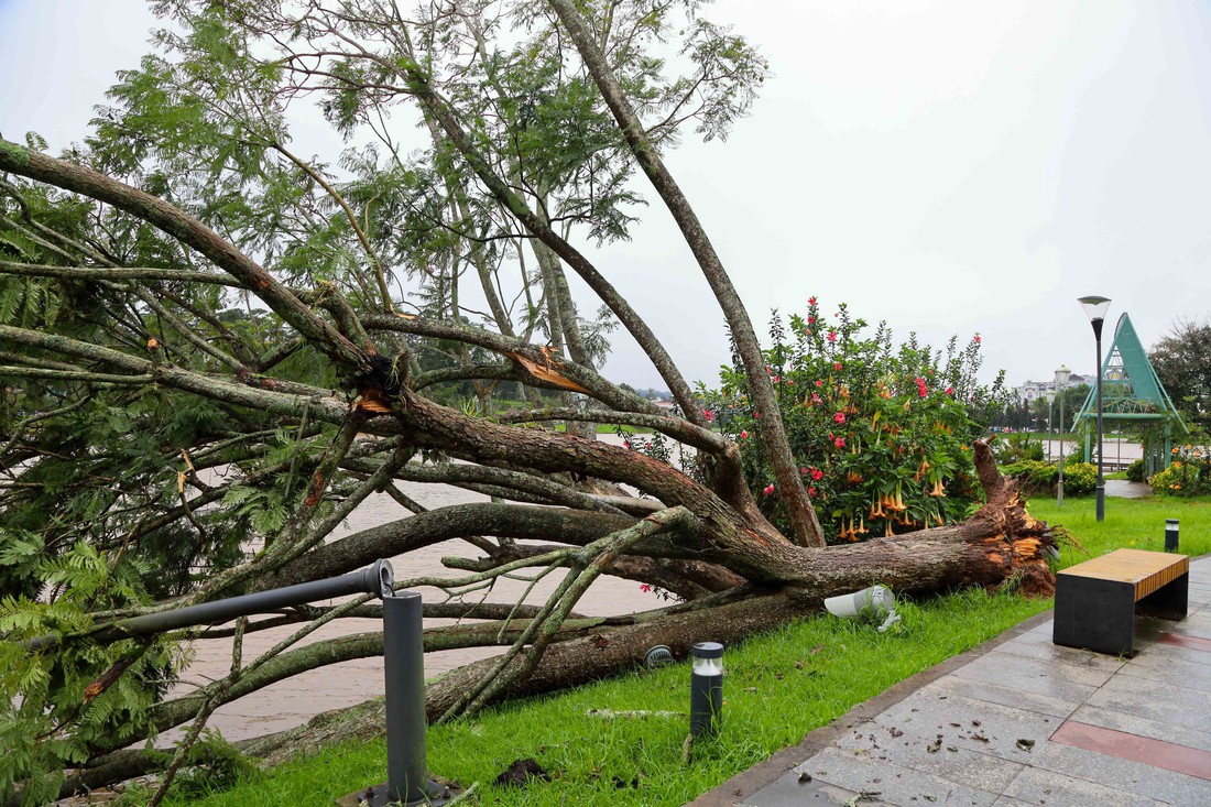 phượng tím - Ảnh 1.