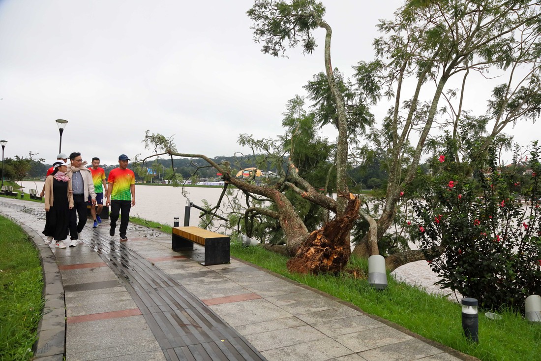 phượng tím - Ảnh 3.