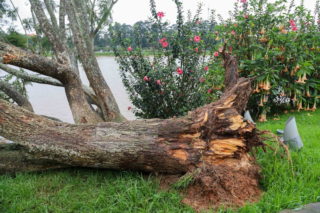 phượng tím - Ảnh 2.