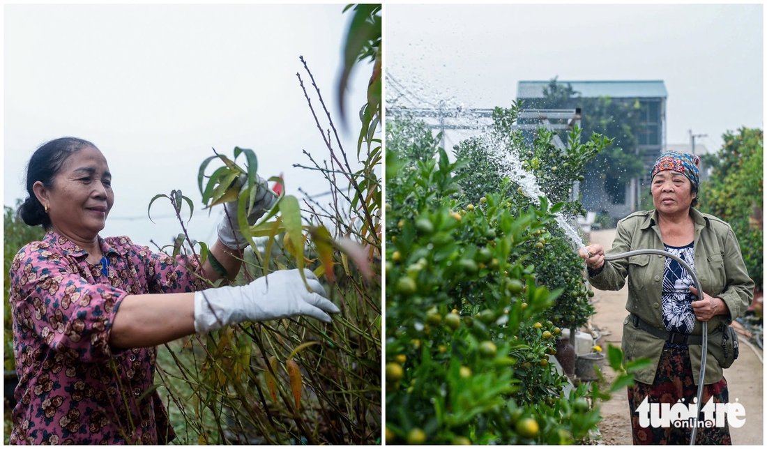 Tuốt lá, tỉa thế đón xuân: Làng đào, làng quất Hà Nội 'tất bật' vào mùa - Ảnh 1. làng đào - Ảnh 1.