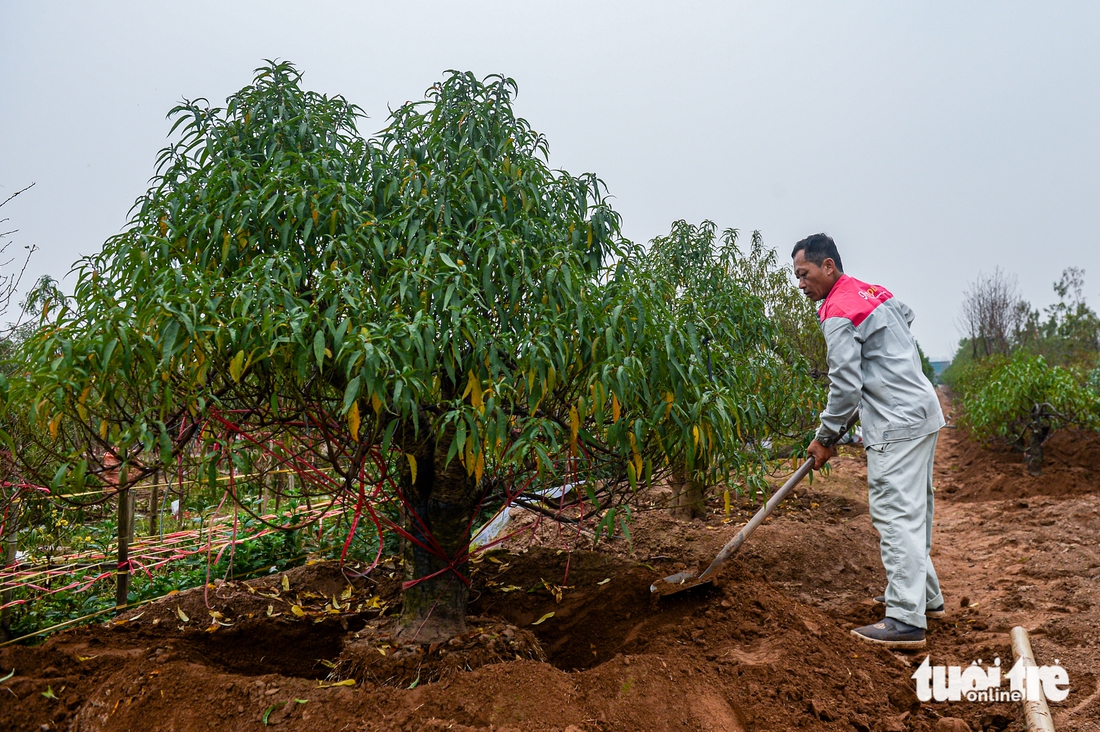Tuốt lá, tỉa thế đón xuân: Làng đào, làng quất Hà Nội 'tất bật' vào mùa - Ảnh 4. Làng đào, làng quất Hà Nội 'tất bật' vào mùa tuốt lá, uốn thế đón xuân - Ảnh 3.