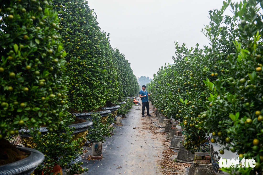 Tuốt lá, tỉa thế đón xuân: Làng đào, làng quất Hà Nội 'tất bật' vào mùa - Ảnh 10. Làng đào, làng quất Hà Nội 'tất bật' vào mùa tuốt lá, uốn thế đón xuân - Ảnh 9.