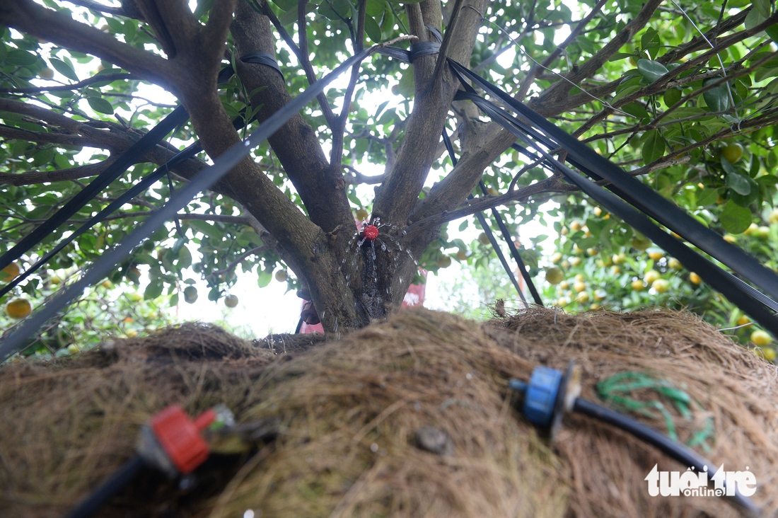 Tuốt lá, tỉa thế đón xuân: Làng đào, làng quất Hà Nội 'tất bật' vào mùa - Ảnh 15. làng đào - Ảnh 15.