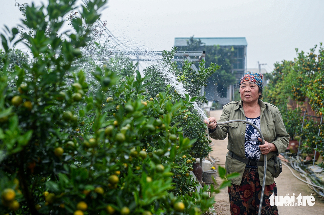 Tuốt lá, tỉa thế đón xuân: Làng đào, làng quất Hà Nội 'tất bật' vào mùa - Ảnh 16. Làng đào, làng quất Hà Nội 'tất bật' vào mùa tuốt lá, uốn thế đón xuân - Ảnh 15.