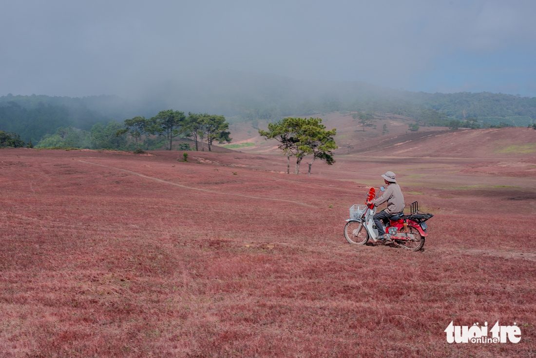 cỏ hồng - Ảnh 1.