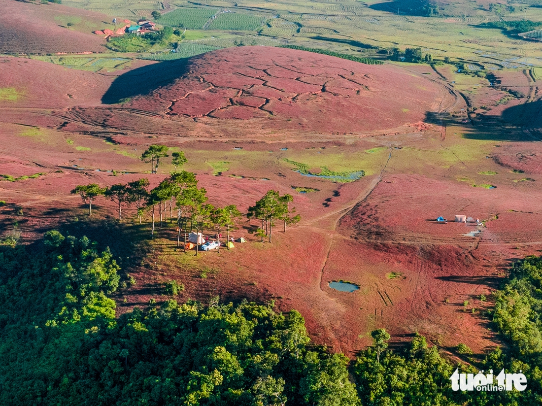 Đà Lạt lại mơ màng trong mùa cỏ hồng sau mưa - Ảnh 3.