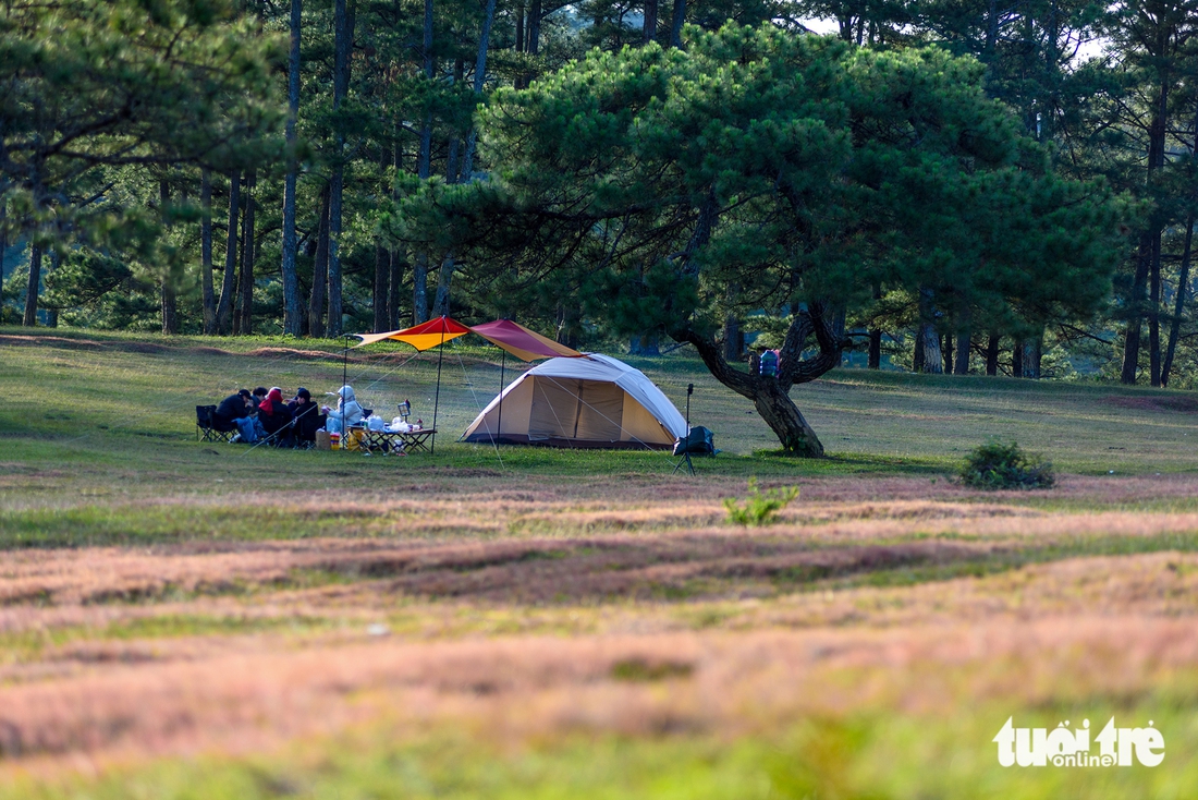 cỏ hồng - Ảnh 4.