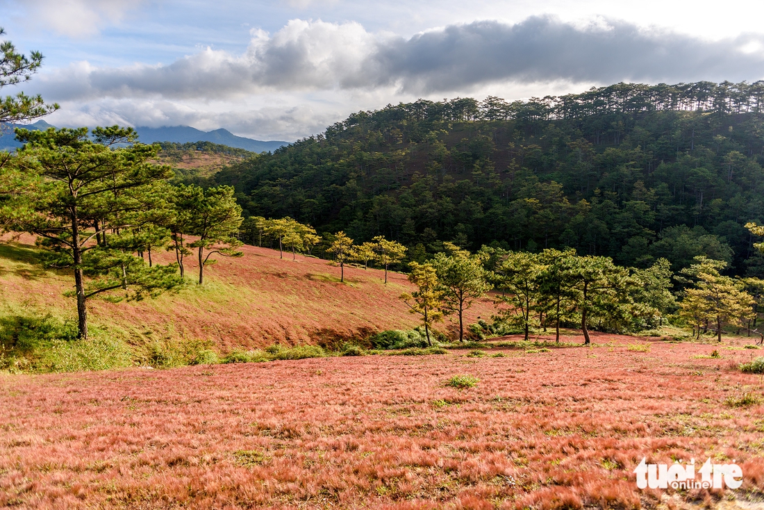 cỏ hồng - Ảnh 5.