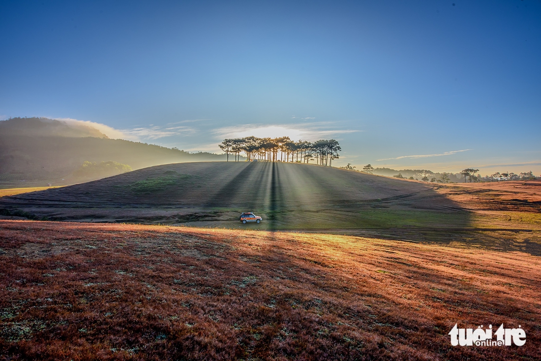 cỏ hồng - Ảnh 6.