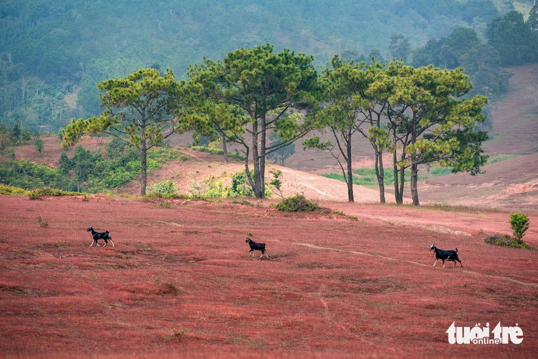 cỏ hồng - Ảnh 8.