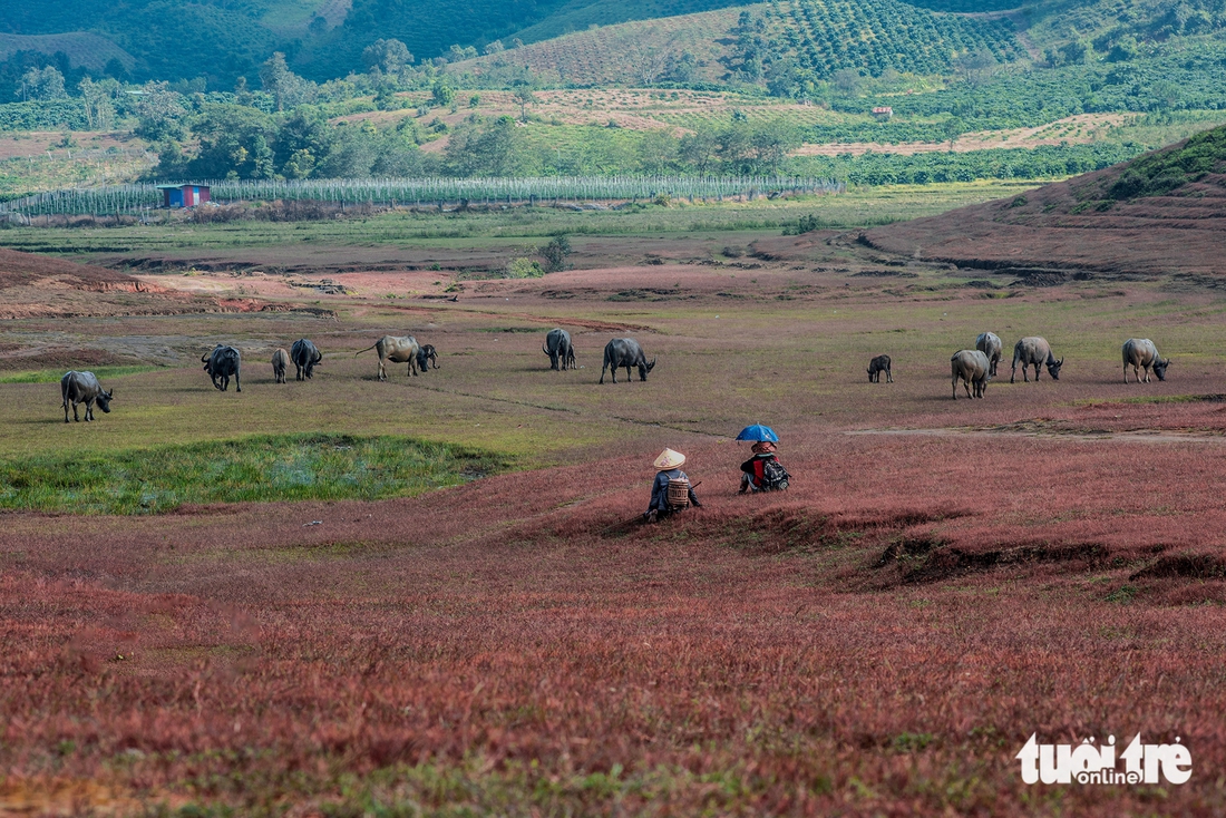 cỏ hồng - Ảnh 9.