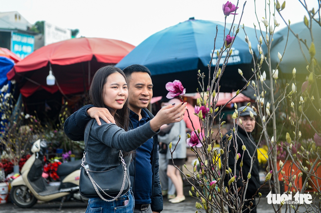 Chơi hoa sớm đón Tết, mộc lan được săn tìm tại Hà Nội - Ảnh 1. Chơi hoa sớm đón Tết, mộc lan được săn tìm tại Hà Nội - Ảnh 1.
