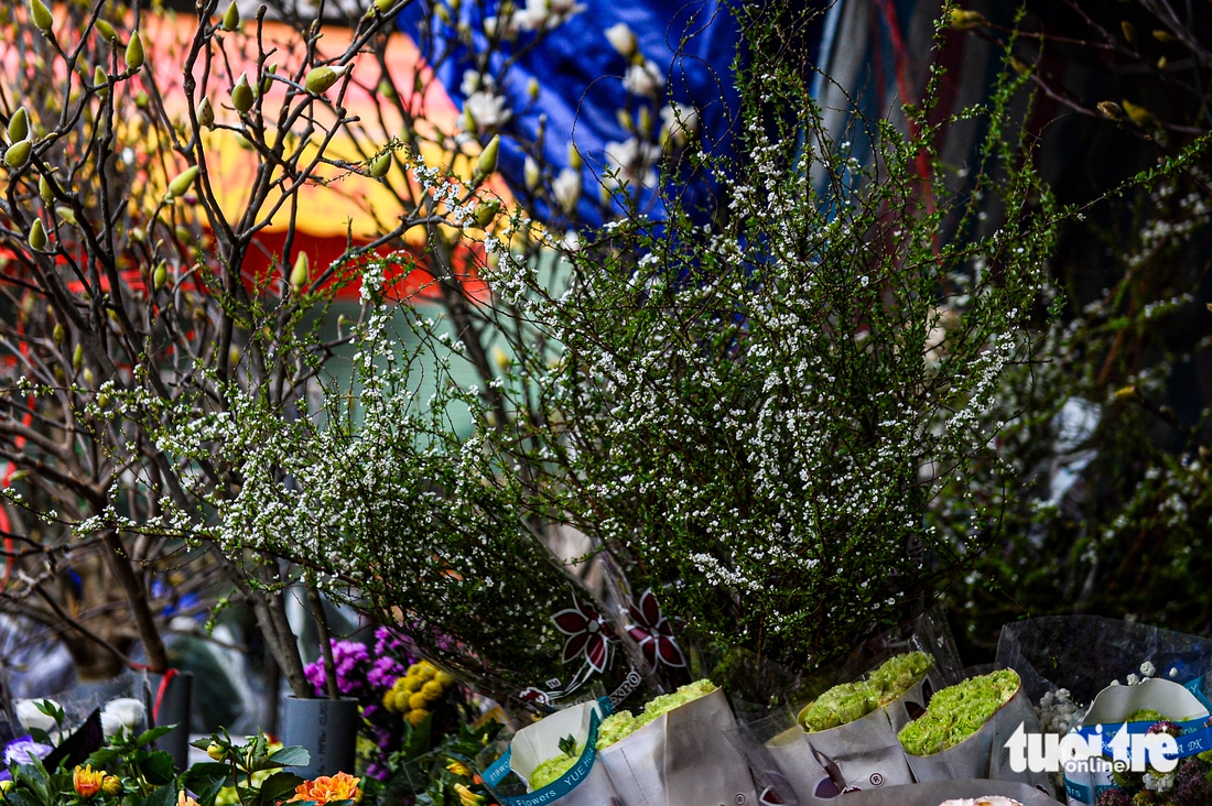 Chơi hoa sớm đón Tết, mộc lan được săn tìm tại Hà Nội - Ảnh 7. mộc lan - Ảnh 6.