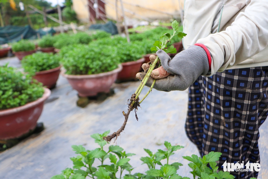 Hoa cúc thối rễ, nông dân Đà Nẵng lo mất trắng vụ Tết - Ảnh 1.