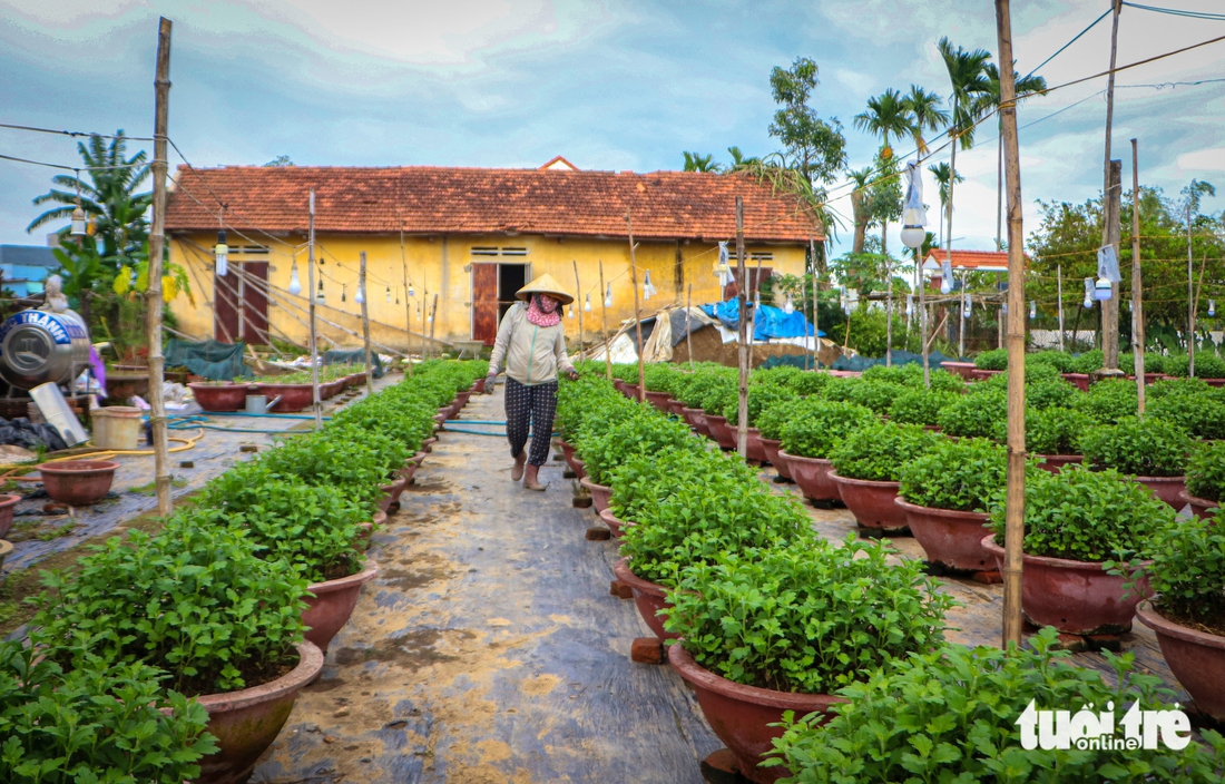 Hoa cúc thối rễ, nông dân Đà Nẵng lo mất trắng vụ Tết - Ảnh 3.