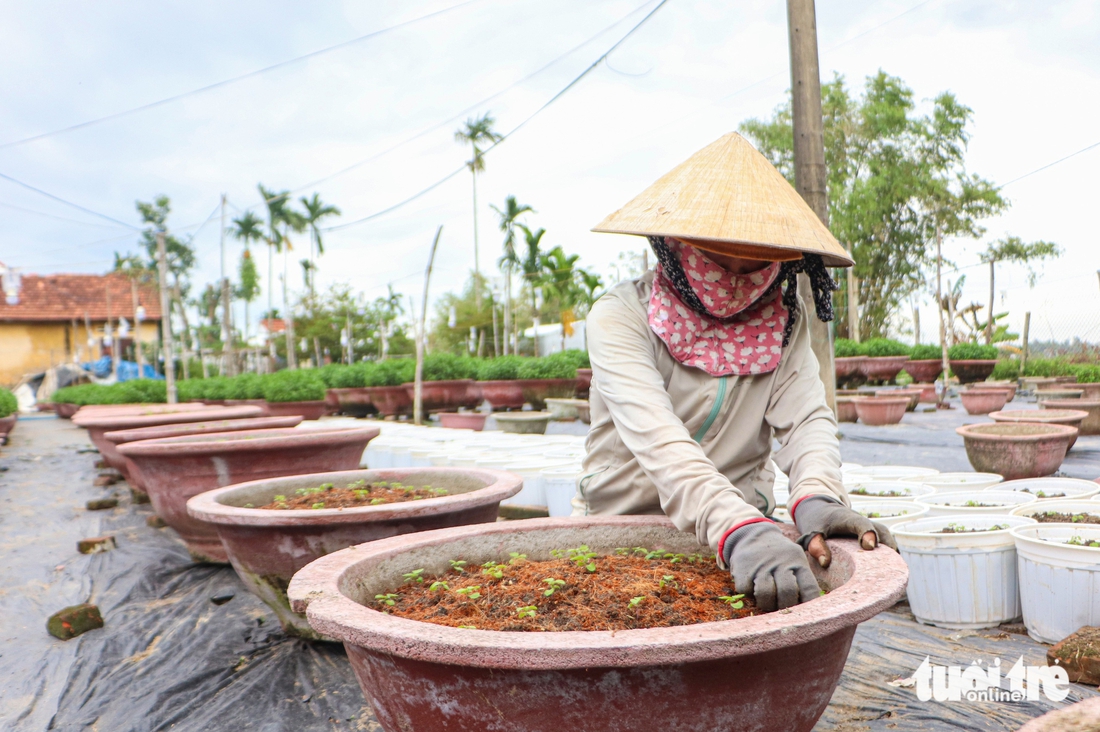 Hoa cúc thối rễ, nông dân Đà Nẵng lo mất trắng vụ Tết - Ảnh 7.