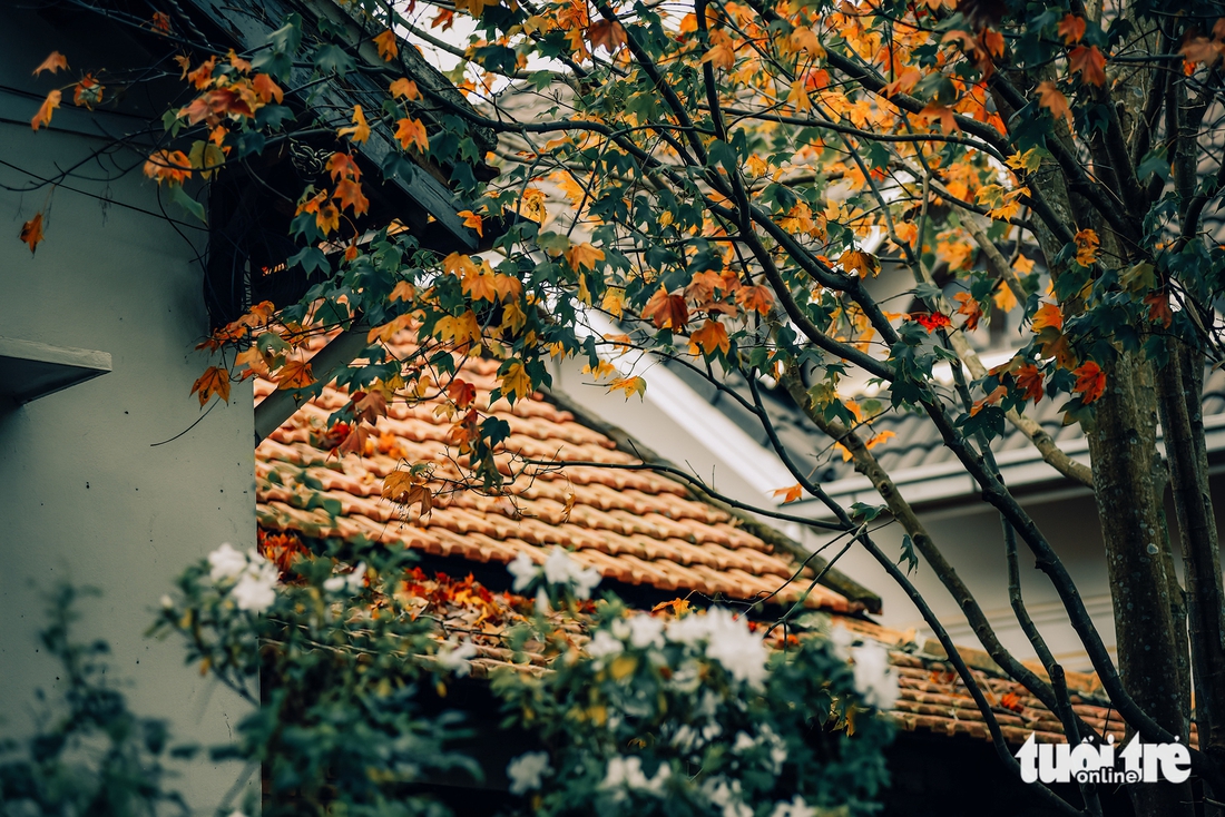 Đà Lạt - Ảnh 2.