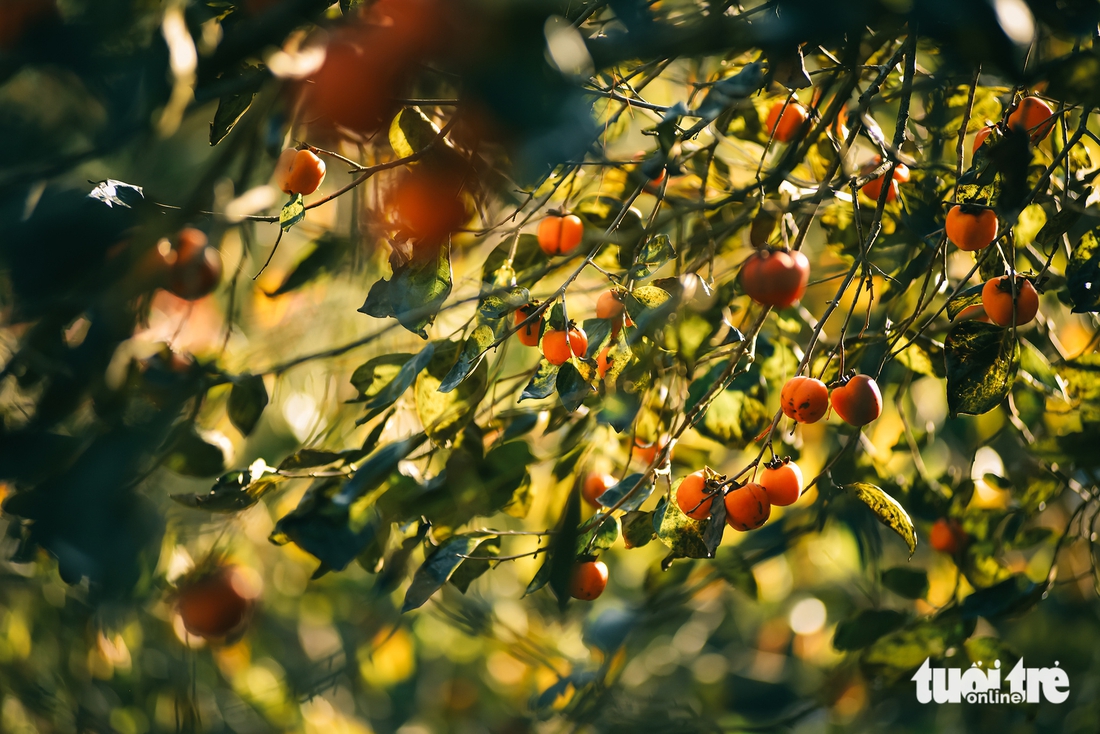 Đà Lạt - Ảnh 3.