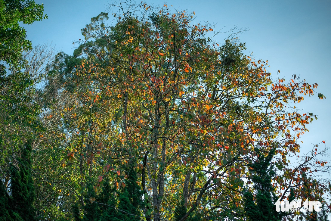 Đà Lạt - Ảnh 6.