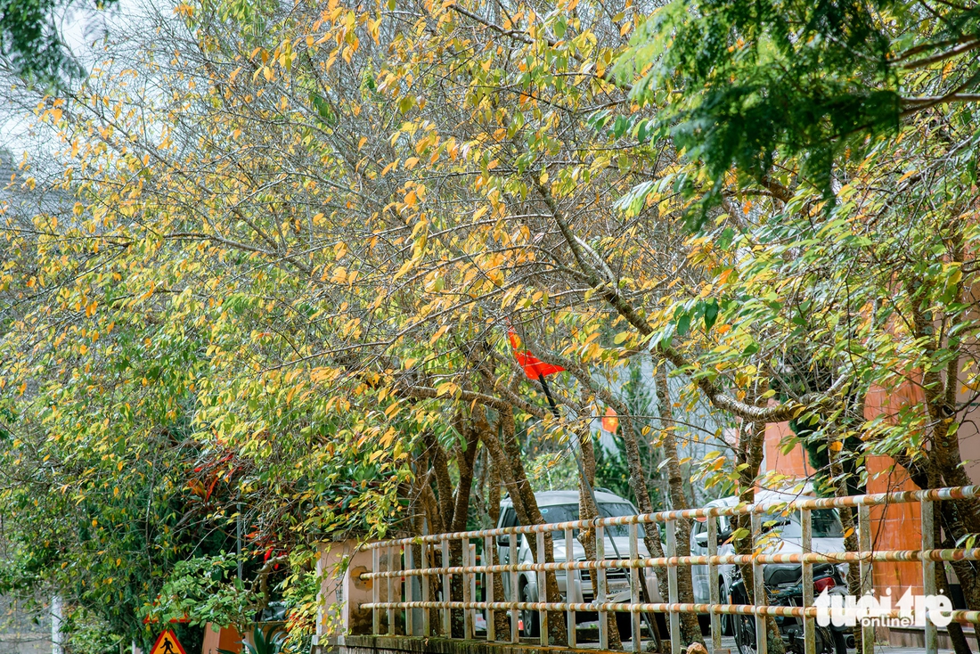 Đà Lạt, mùa lá đổi màu... - Ảnh 9.