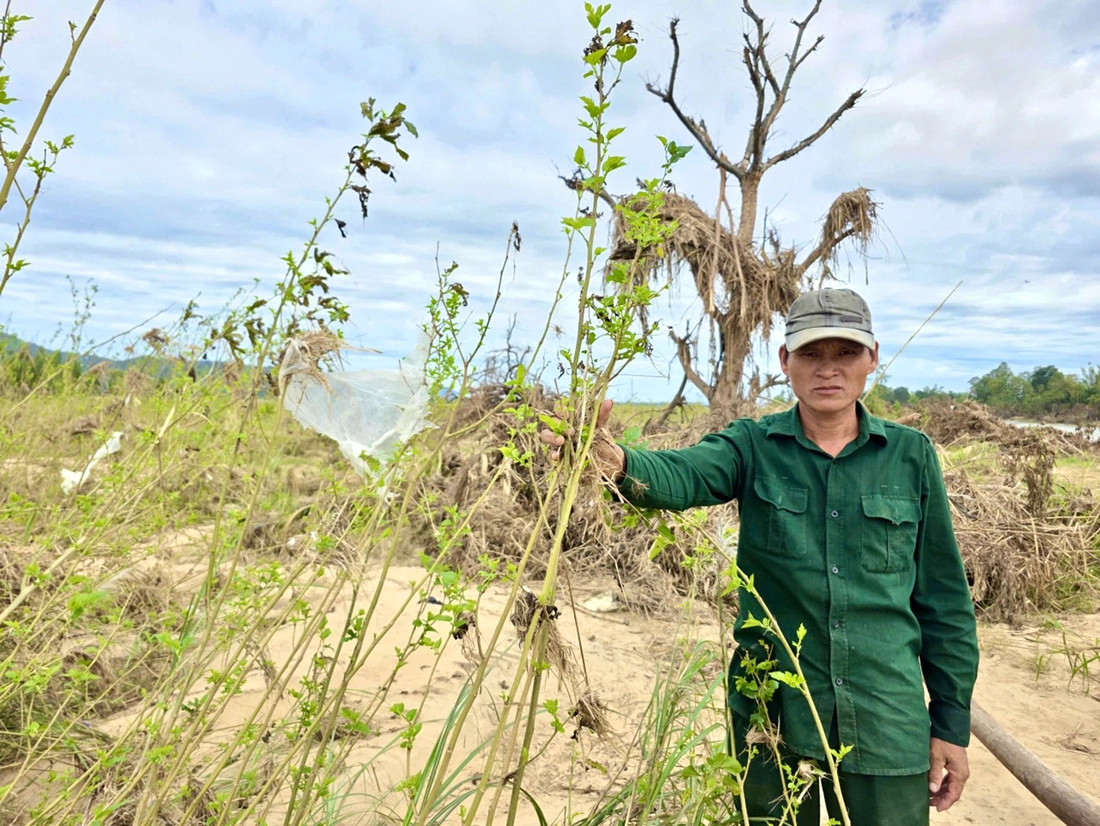 Sớm rót vốn cho nhà vườn vùng lũ - Ảnh 2.