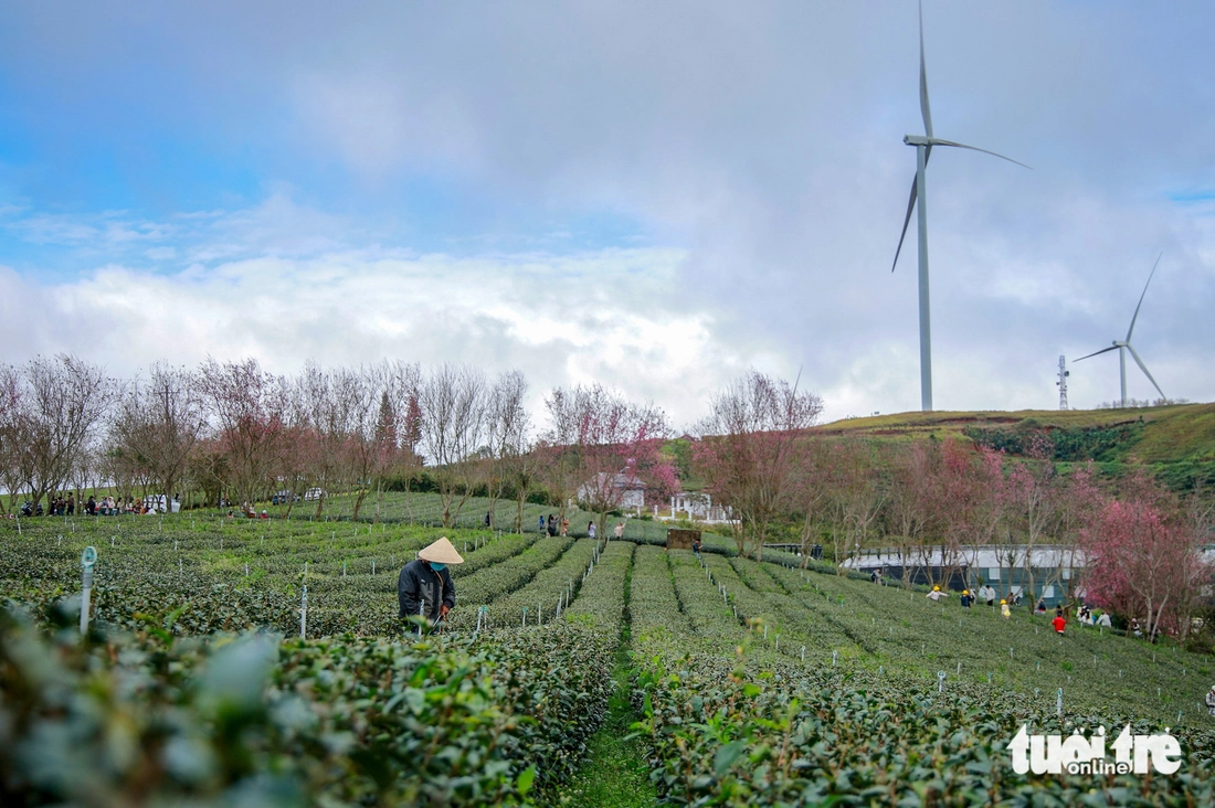 mai anh đào - Ảnh 2.