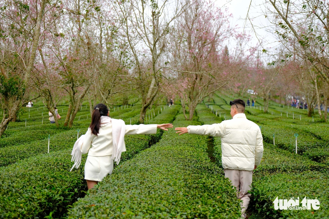 Mùa mai anh đào Đà Lạt nở sớm ở khu Cầu Đất, nội ô lác đác hồng - Ảnh 4.