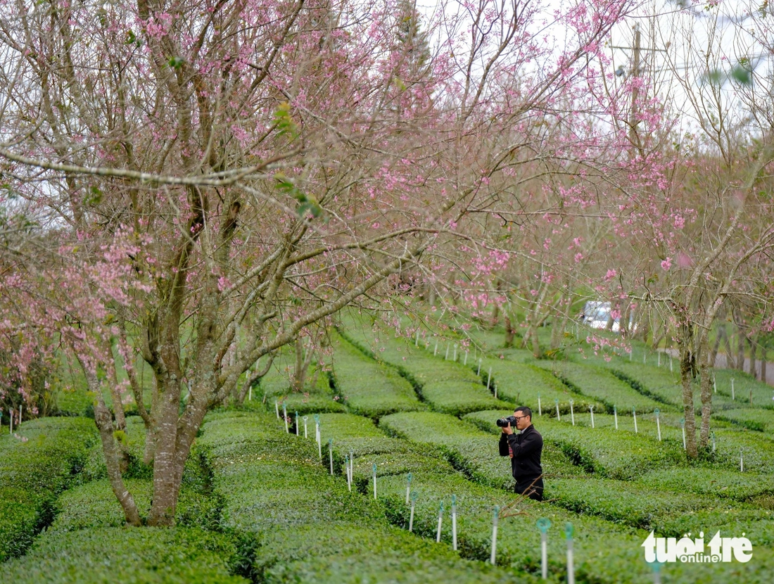 Mùa mai anh đào Đà Lạt nở sớm ở khu Cầu Đất, nội ô lác đác hồng - Ảnh 5.